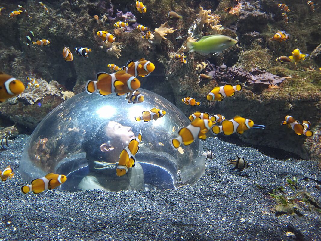 Peces vistos a través del cristal del acuario Atlantis de Xanadú