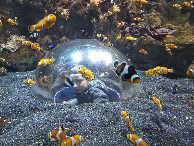 Otra sala del acuario Atlantis de Xanadú